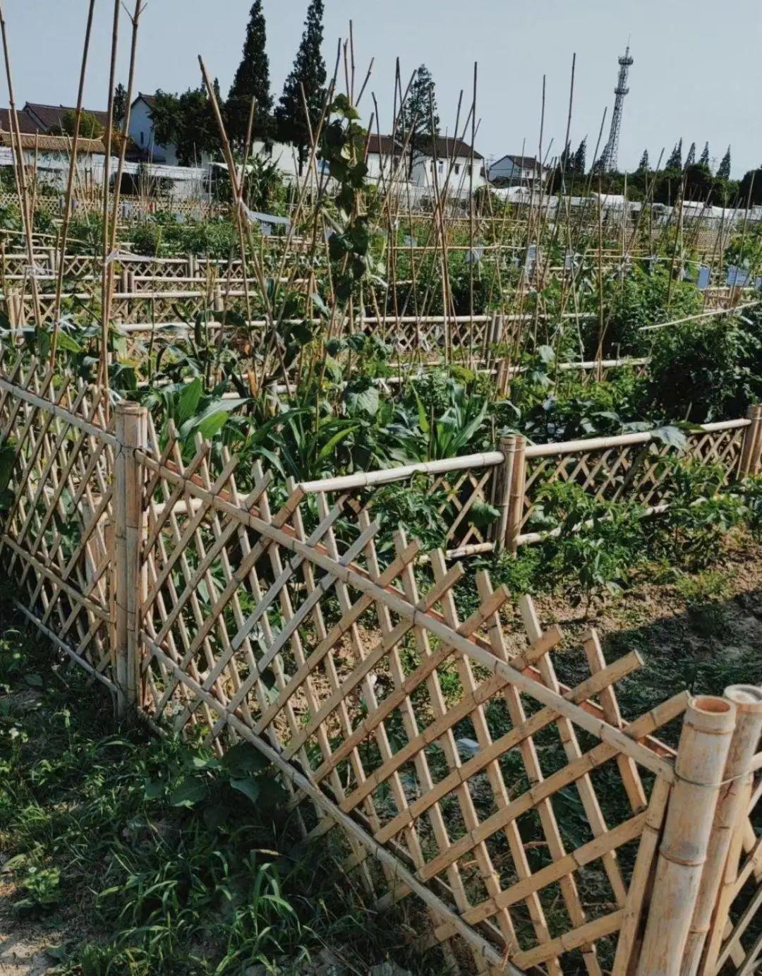 阳台菜园项目怎么赚钱_阳台菜园赚钱项目有哪些_阳台菜园赚钱项目怎么样