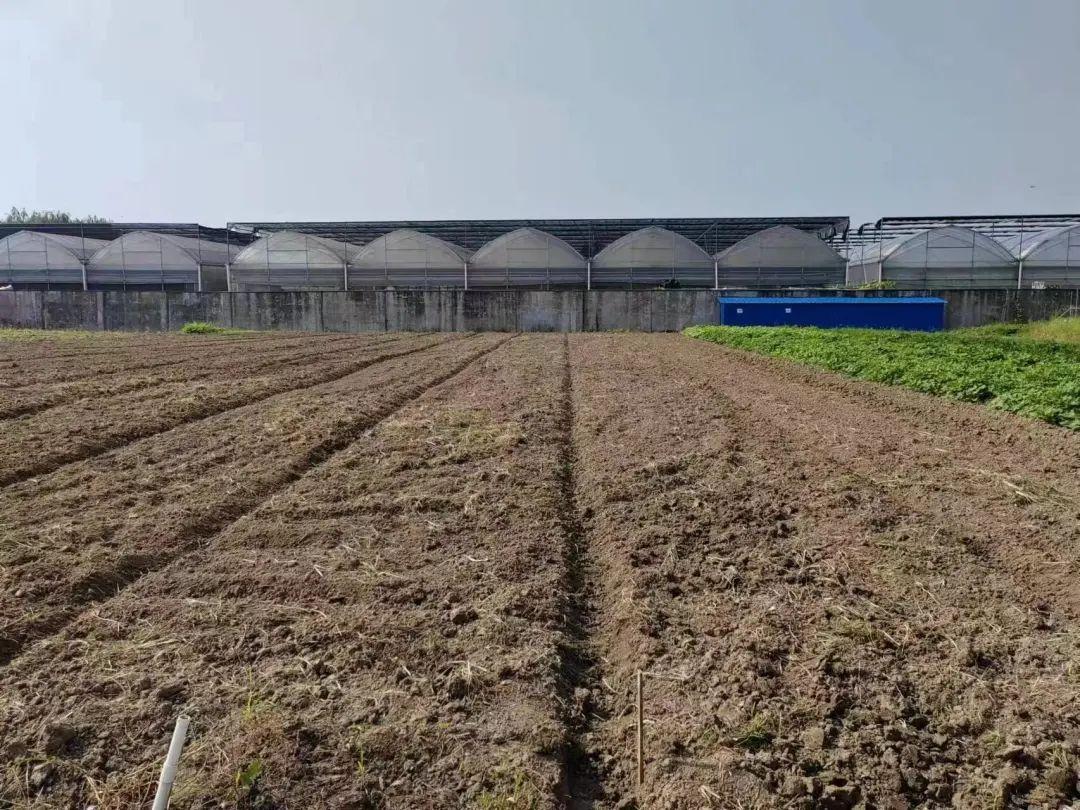 阳台菜园赚钱项目有哪些_阳台菜园赚钱项目怎么样_阳台菜园项目怎么赚钱