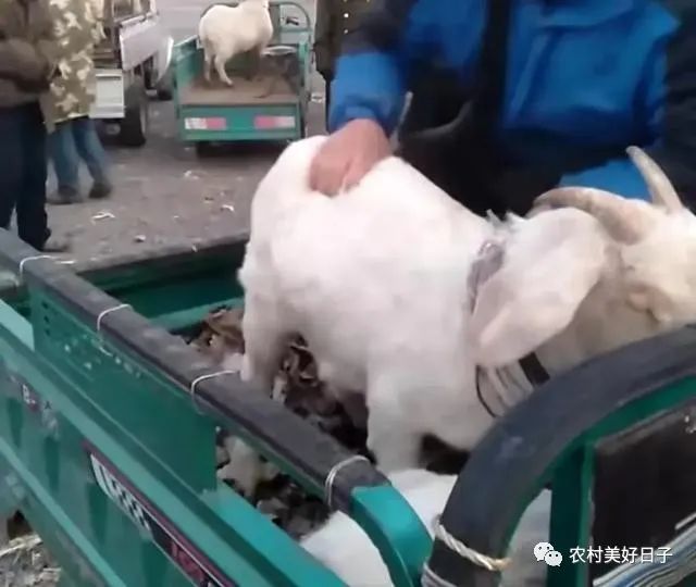 羊贩子是怎么赚钱的_贩羊挣钱吗_羊贩子的利润
