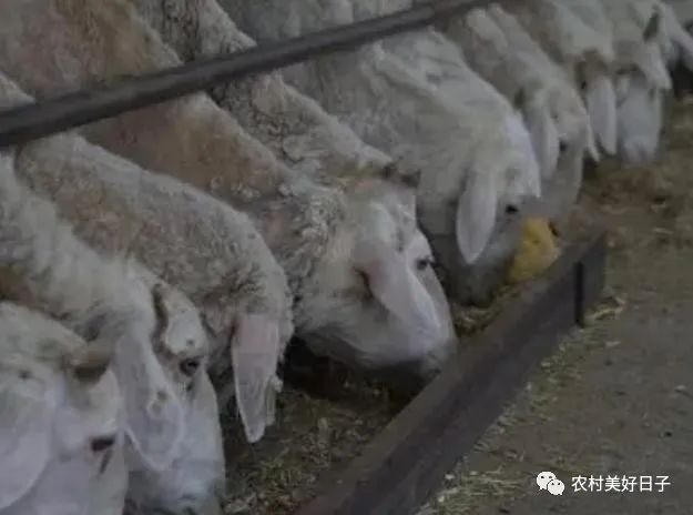 贩羊挣钱吗_羊贩子是怎么赚钱的_羊贩子的利润
