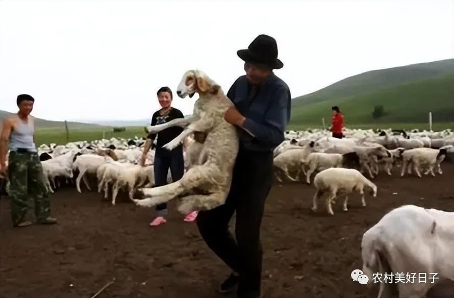 羊贩子是怎么赚钱的_贩羊挣钱吗_羊贩子的利润