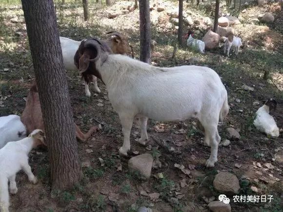贩羊挣钱吗_羊贩子的利润_羊贩子是怎么赚钱的