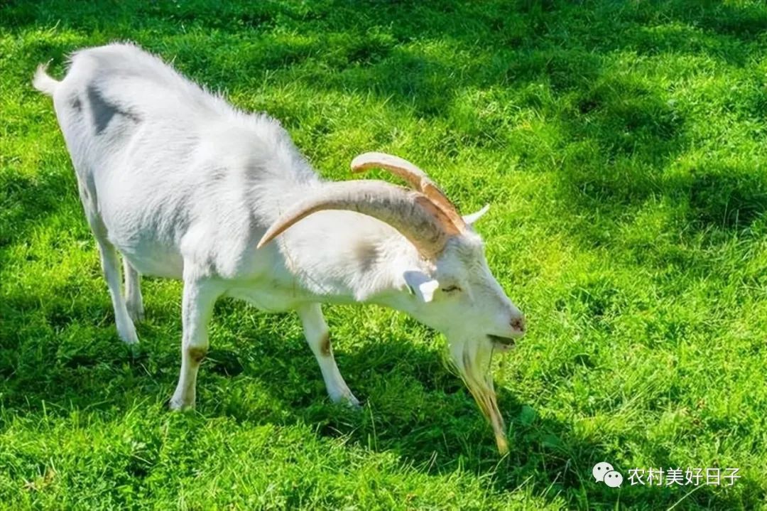 羊贩子的利润_贩羊挣钱吗_羊贩子是怎么赚钱的