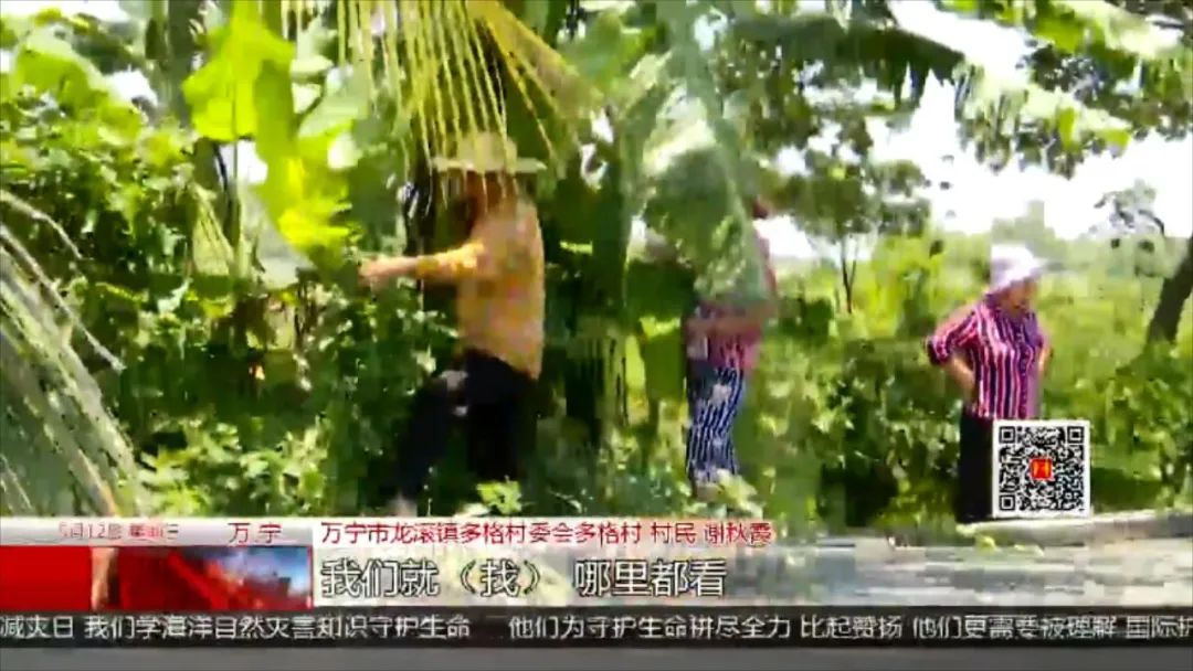 荔枝怎么赚钱-痛心！万宁一55岁女工摘荔枝时，跌入化粪池不幸溺亡-优创圈