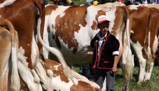 图片[23]-uu农场怎么赚钱-抱牛可以减压？美国这家农庄因“抱牛体验”项目火了！-优创圈