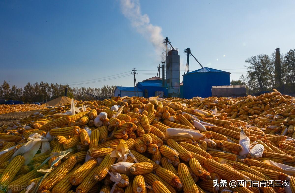 玉米赚钱加工项目_玉米赚钱加工是真的吗_玉米怎么加工赚钱