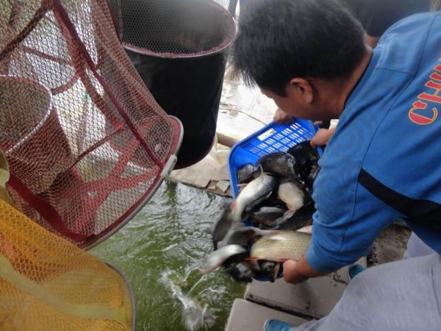黑坑怎么经营才赚钱_赚钱经营黑坑的游戏_经营黑坑经验分享