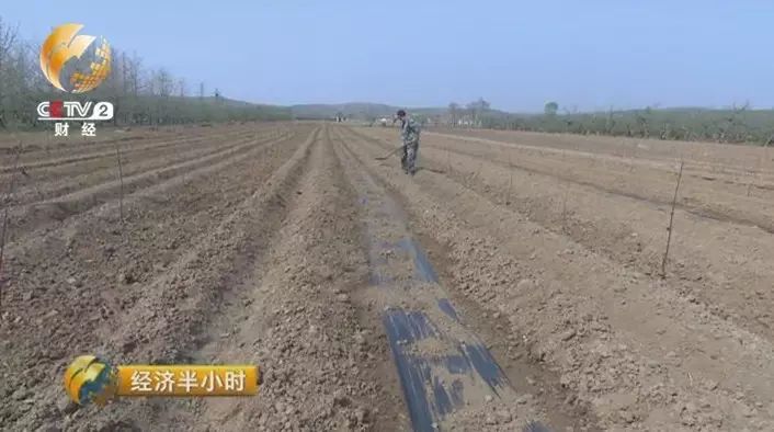 微商卖片怎么赚钱-【痛惜】种一年苹果反倒赔钱，农民无奈铲地砍树…-优创圈