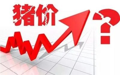 要怎么样才能赚钱-2022年猪要怎样养才赚钱！2022年的猪价会比2021年高吗？未来3-优创圈