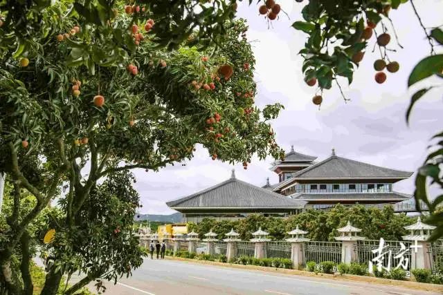 深山果农是什么平台_深山果农是怎么赚钱的_深山果农是合法的吗