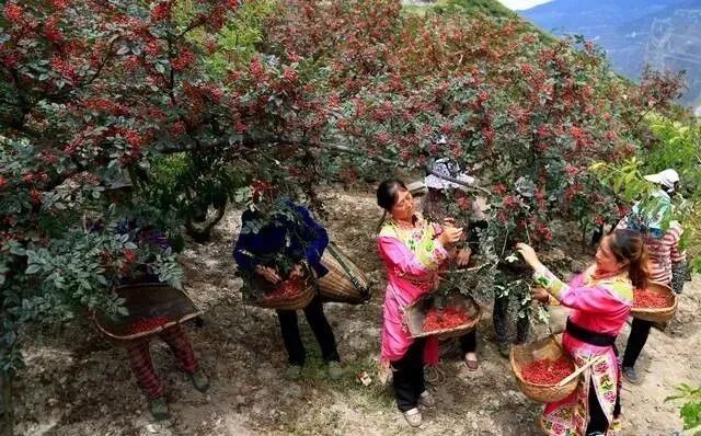 图片[9]-怎么利用空房子赚钱-穷人如何赚到100万？农村这10个最赚钱创业项目，没本钱你也能白手起家！-优创圈