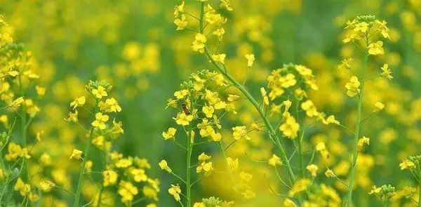 种植赚钱软件_种植赚钱游戏_什么种植赚钱