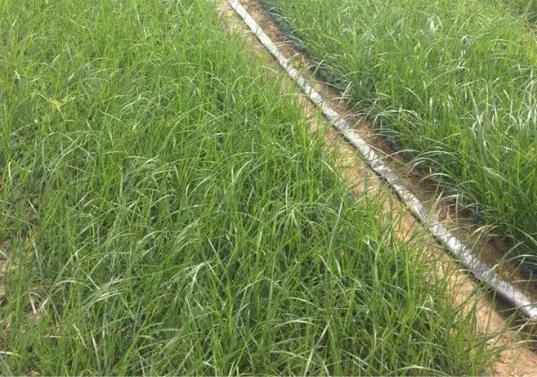 什么种植赚钱_种植赚钱游戏_种植赚钱软件