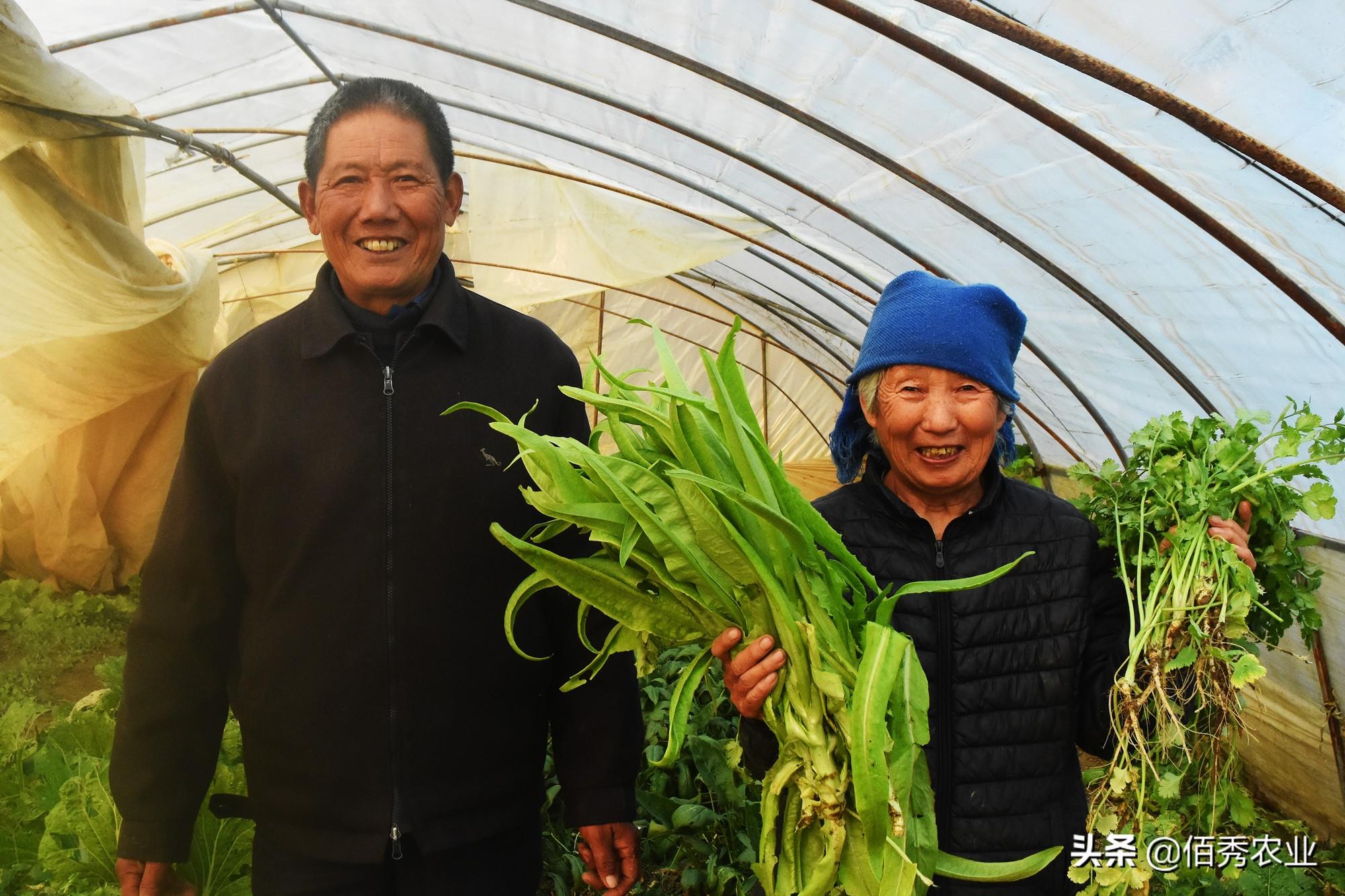 种植赚钱游戏_种植什么最赚钱_种植赚钱可以提现的游戏
