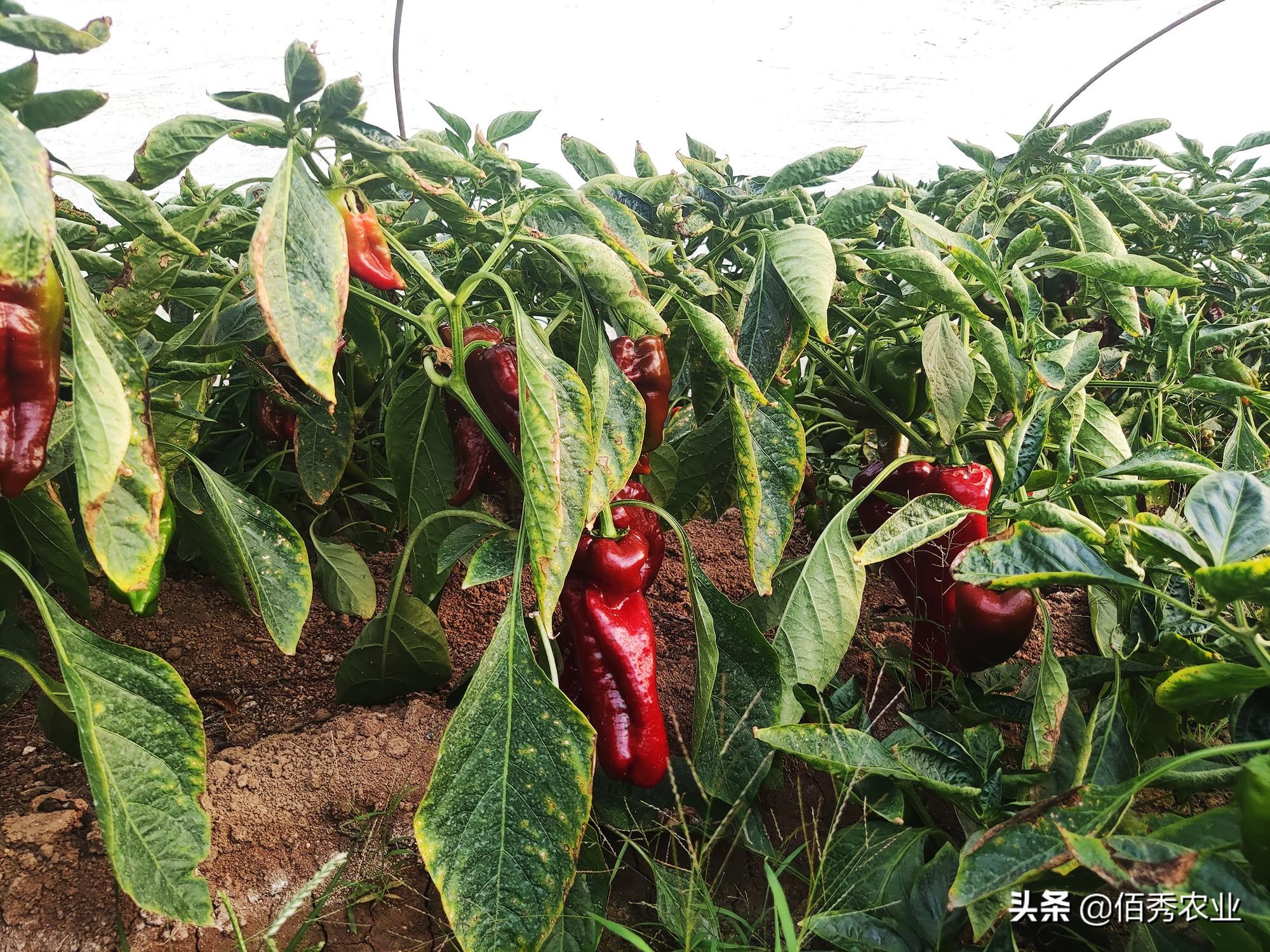 种植什么最赚钱_种植赚钱游戏_种植赚钱可以提现的游戏