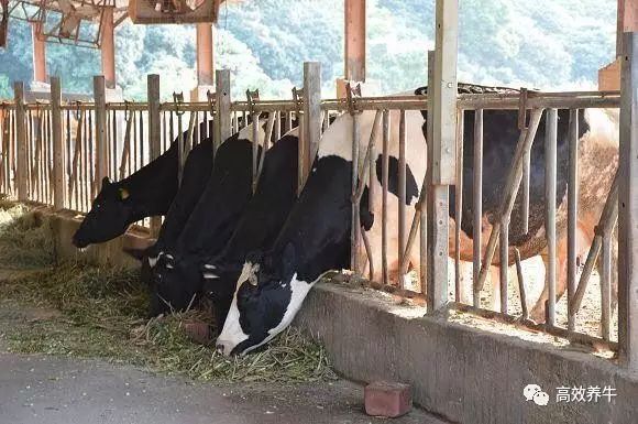 养赚钱游戏_养赚钱的鱼图片_养什么最赚钱