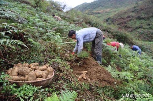 种什么最赚钱-农民种什么东西，一亩地能赚到10000元经济收入？-优创圈
