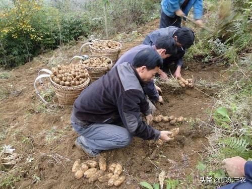 图片[2]-种什么最赚钱-农民种什么东西，一亩地能赚到10000元经济收入？-优创圈