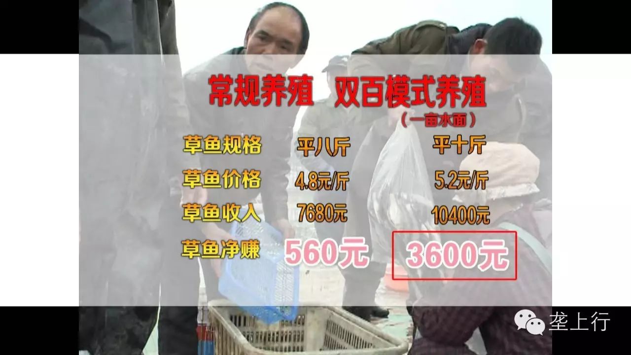 养啥鱼赚钱_养鱼赚大钱_养什么鱼赚钱