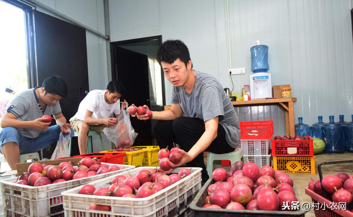 干什么好赚钱-农村干什么赚钱？这6个农村致富的方向，回乡创业的可以尝试下-优创圈