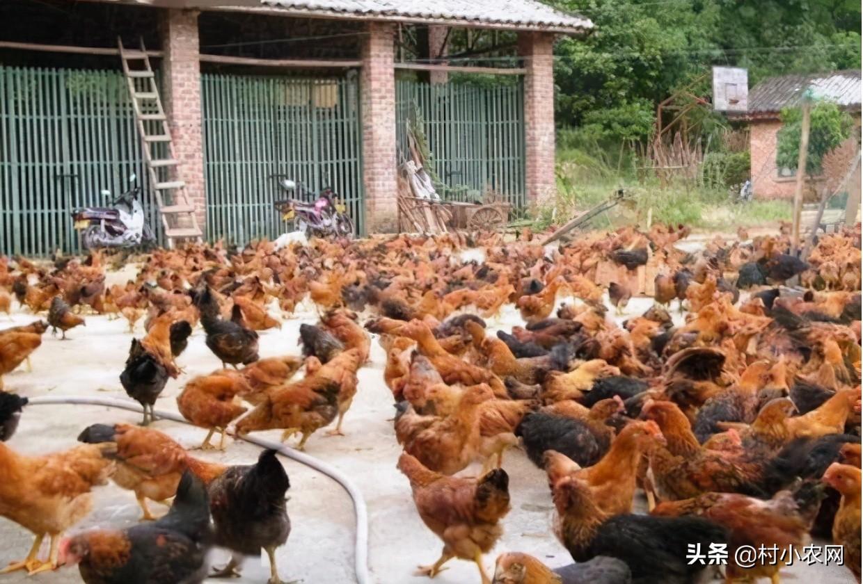 农村养殖什么赚钱-在农村创业，养殖啥投资小赚钱多？这6个项目搞好了就能多赚钱-优创圈