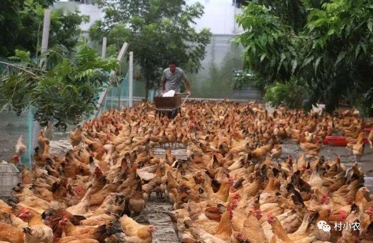 有没有赚钱的养殖游戏_养什么能赚钱_赚钱养什么