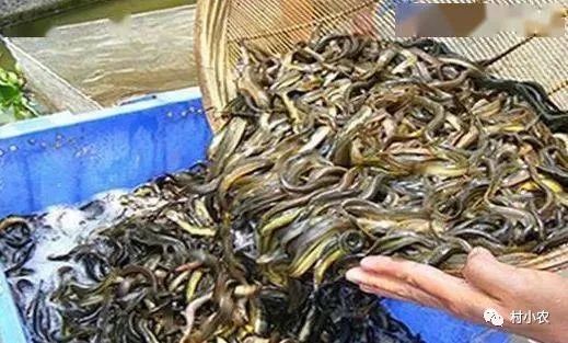 养什么能赚钱_赚钱养什么_有没有赚钱的养殖游戏