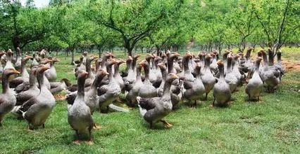 可以养殖赚钱的小宠物_养什么能赚钱_有没有赚钱的养殖游戏