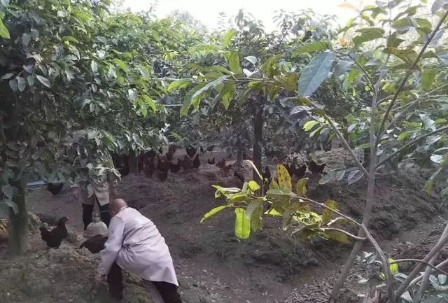 有没有赚钱的养殖游戏_养什么能赚钱_可以养殖赚钱的小宠物
