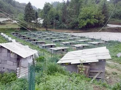 可以养殖赚钱的小宠物_养什么能赚钱_有没有赚钱的养殖游戏