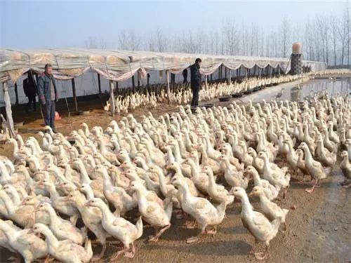 养什么能赚钱_可以养殖赚钱的小宠物_有没有赚钱的养殖游戏