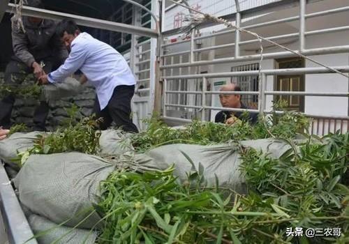 图片[9]-在农村做什么赚钱-适合在农村做的25个项目，发家致富不是难事-优创圈