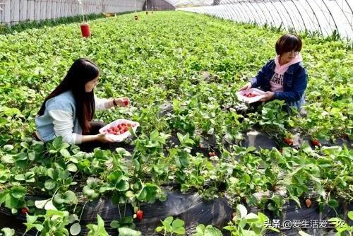 什么项目可以赚钱_赚钱项目在家可以赚钱_能赚钱项目