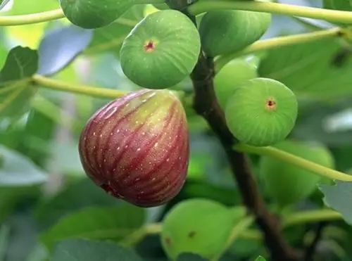 农村种什么赚钱最快_农村种植生意有钱_种什么最赚钱农村