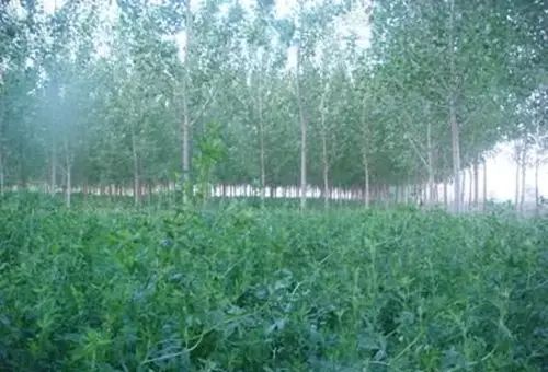 农村种什么赚钱最快_种什么最赚钱农村_农村种植生意有钱