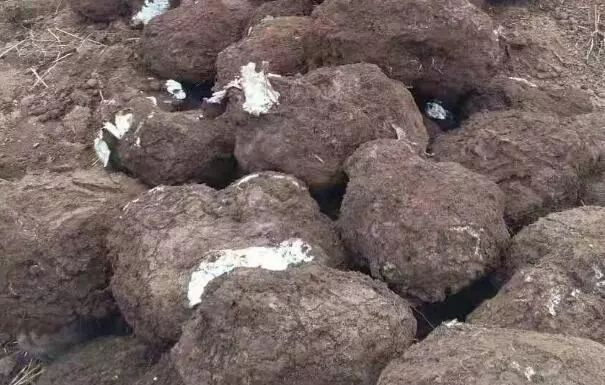 什么药材最赚钱-2019年种植什么药材好赚钱？选对品种很关键！-优创圈