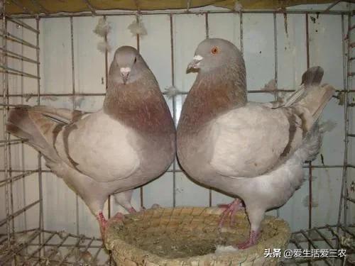 农村养殖什么最赚钱_在农村养殖赚钱_养殖什么最赚钱农村
