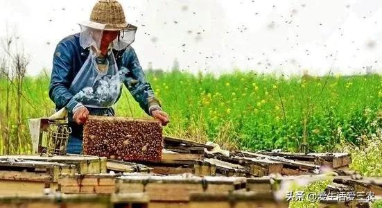 在农村养殖赚钱_农村养殖什么最赚钱_养殖什么最赚钱农村