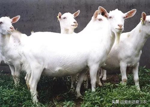 养殖什么最赚钱农村_农村养殖什么最赚钱_在农村养殖赚钱