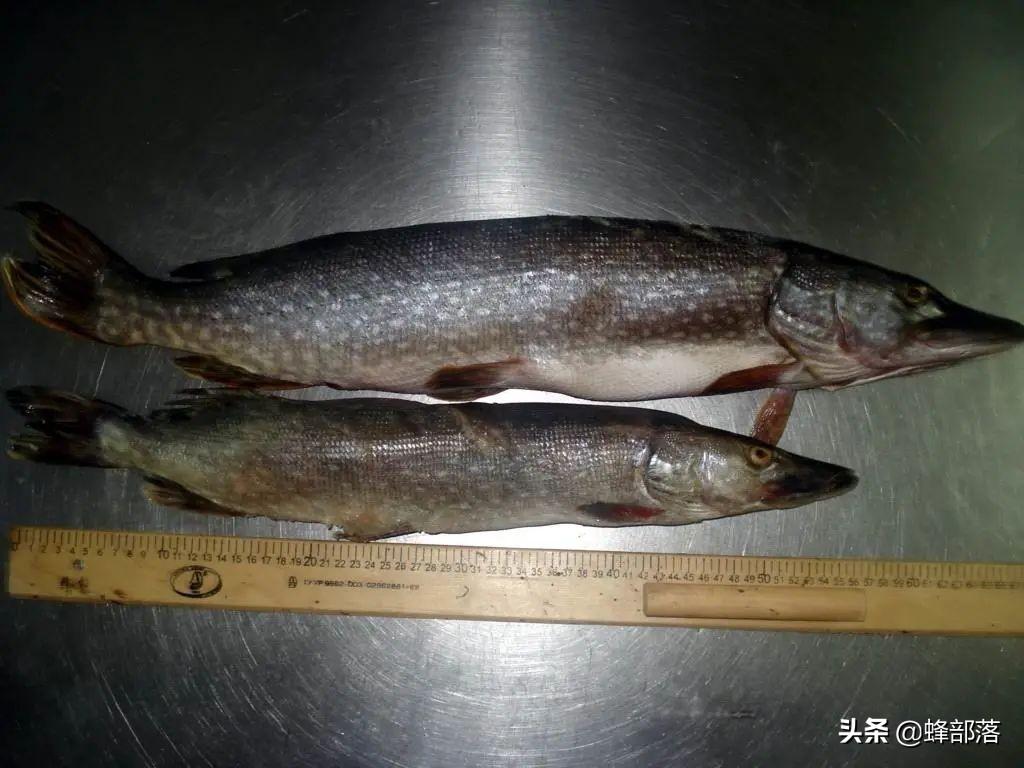 养殖业什么最赚钱_养殖业赚钱么_养殖业赚钱的项目