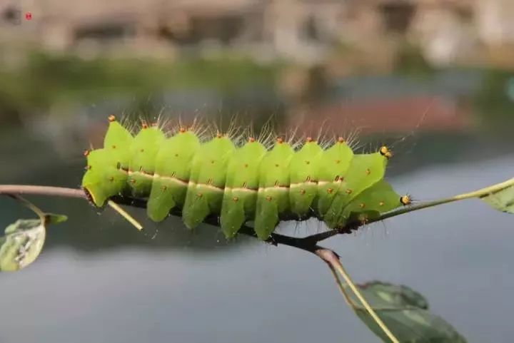 种什么树赚钱_可以赚钱种树的游戏叫什么_种什么树最赚钱