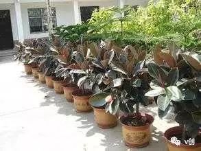 种什么树赚钱_最赚钱的树苗_种什么树最赚钱