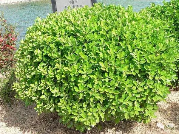 种什么树赚钱_种什么树最赚钱_最赚钱的树苗