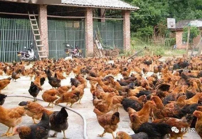 什么养殖业最赚钱-搞一个农业公司养殖什么最赚钱？返乡创业搞这4个养殖项目，避免这2个坑-优创圈