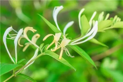 种药材赚钱么_药材种植赚钱_种什么药材最赚钱