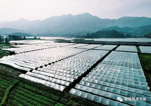 种植什么比较赚钱-2019年大棚种植什么最赚钱？-优创圈