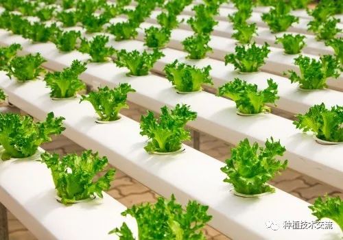 种植什么比较赚钱_种植赚钱比较多的公司_赚钱种植业