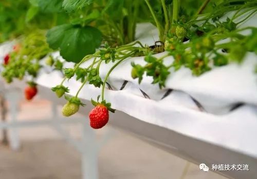 种植什么比较赚钱_种植赚钱比较多的公司_赚钱种植业
