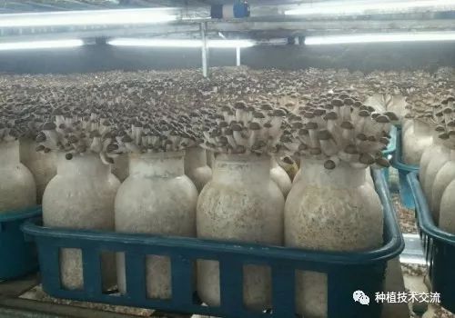 赚钱种植业_种植赚钱比较多的公司_种植什么比较赚钱