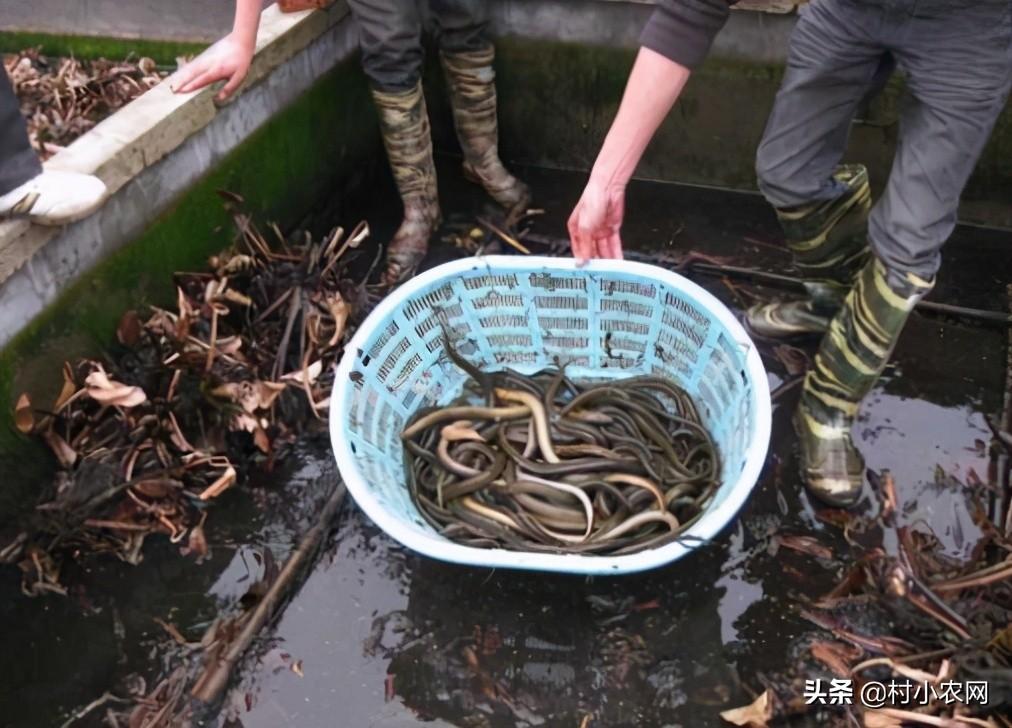 养殖业比较赚钱_养殖什么比较赚钱_养殖赚钱